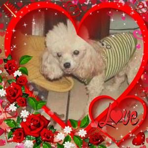 Meet your Posher, Susan